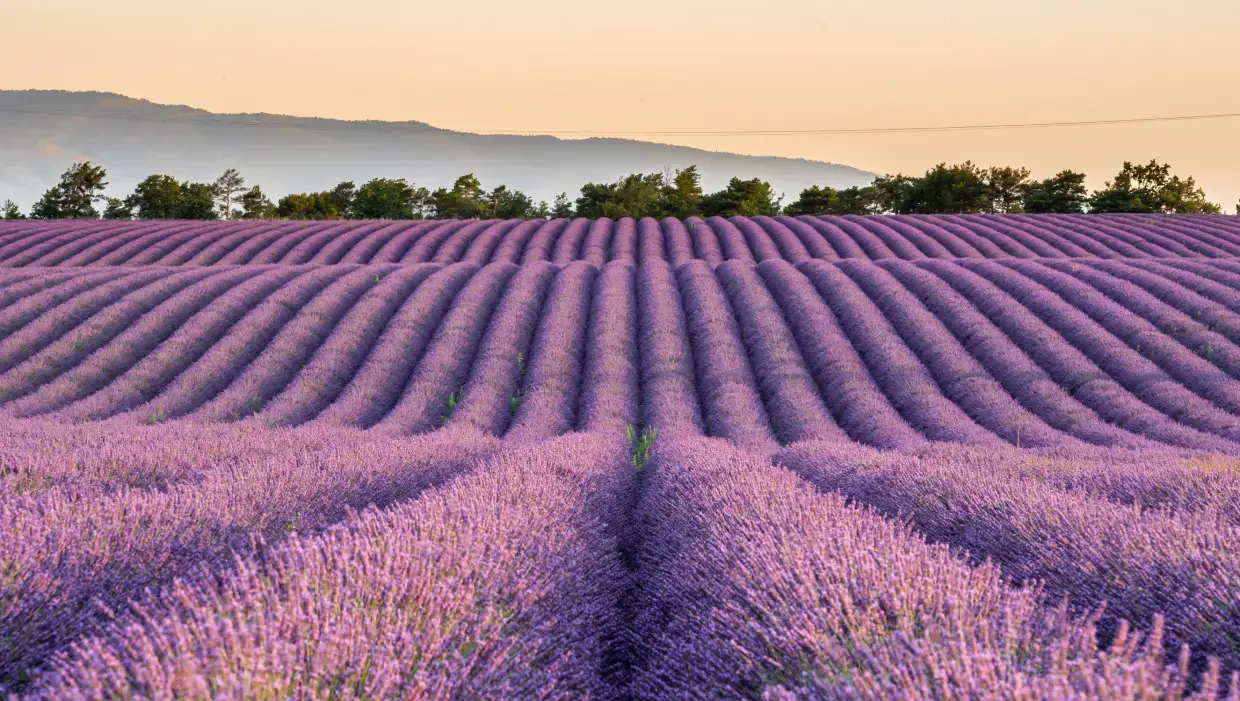 Lavender Provence(1)